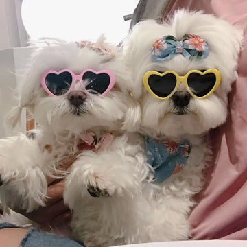 Cute Pet Glasses